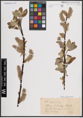 Foto von Salix caprea L.